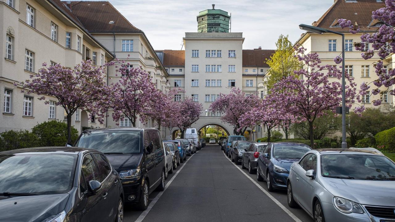 Kirschblüte in den Ceciliengärten in Friedenau, Berlin. Kirschblüte in den Ceciliengärten in Friedenau, Berlin.