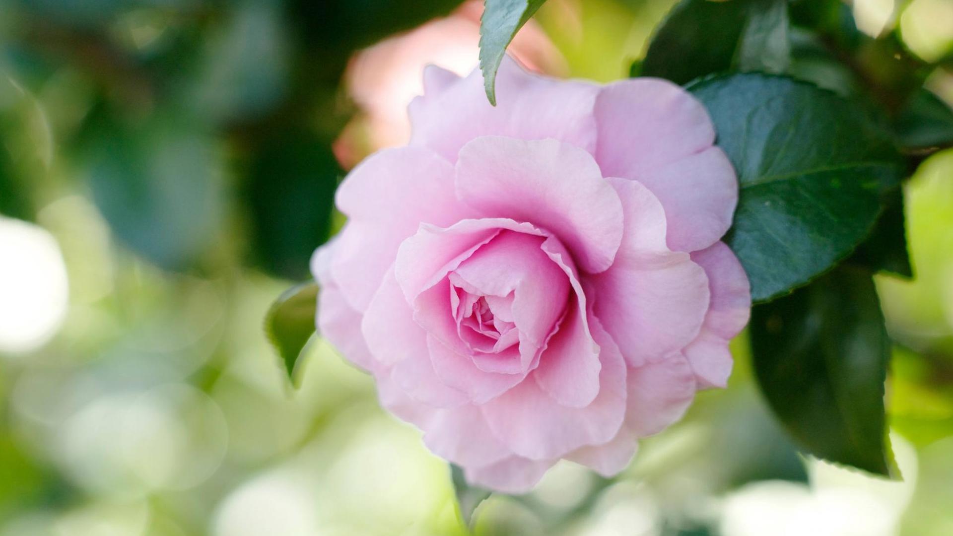 Eine rosafarbene Camellia Sasanqua Eine rosafarbene Camellia Sasanqua