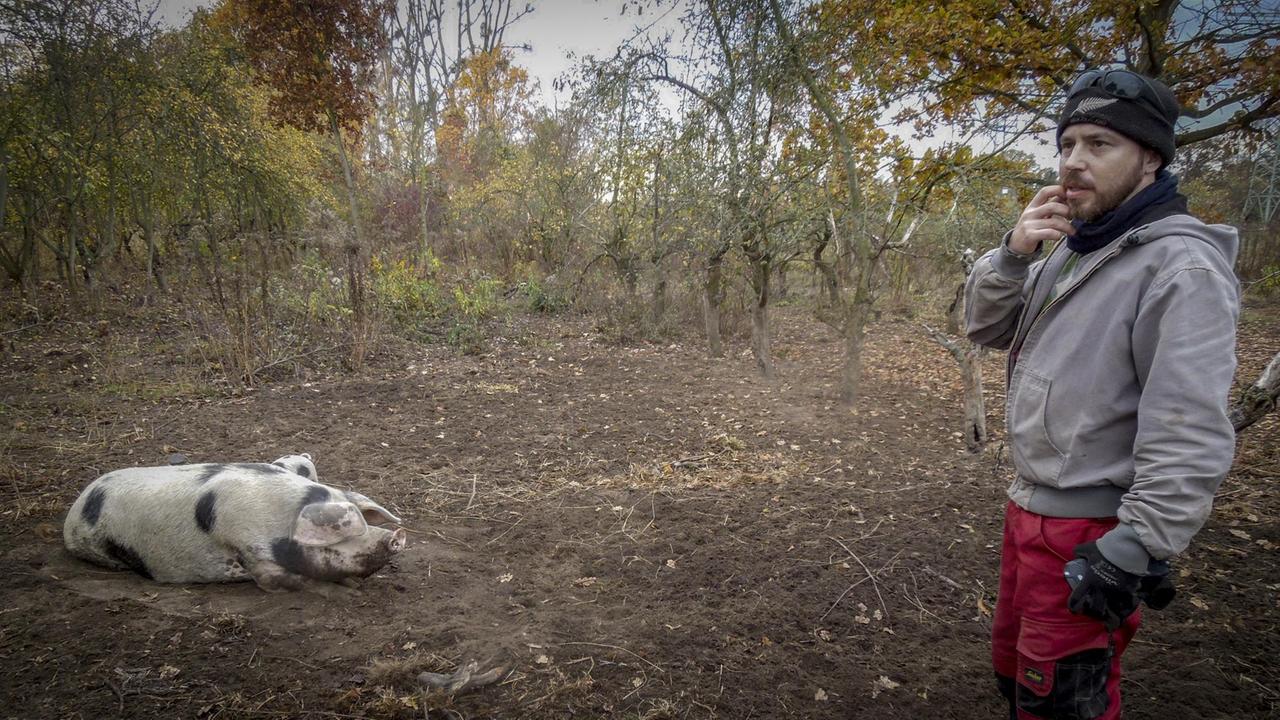 Der Schweinebauer steht neben einem seiner Schweine. Der Schweinebauer steht neben einem seiner Schweine.