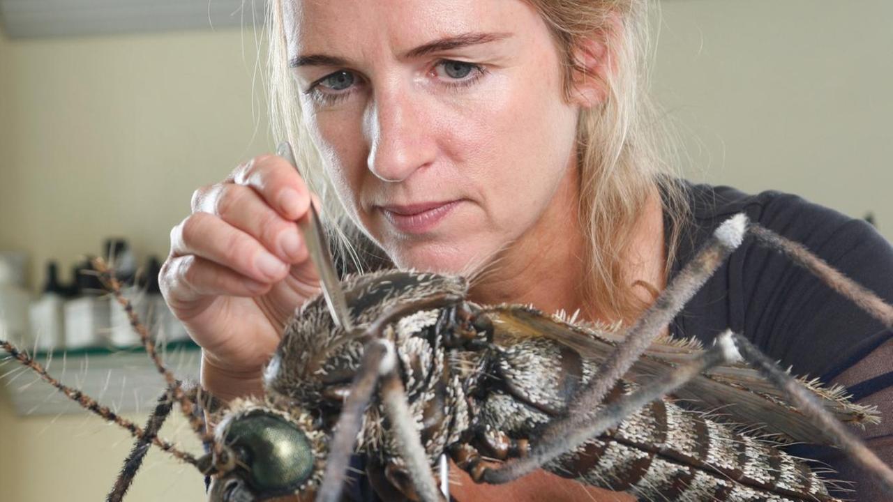 Julia Stoess arbeitet mit einer Pinzette an dem Modell einer Fliege. Julia Stoess arbeitet mit einer Pinzette an dem Modell einer Fliege.