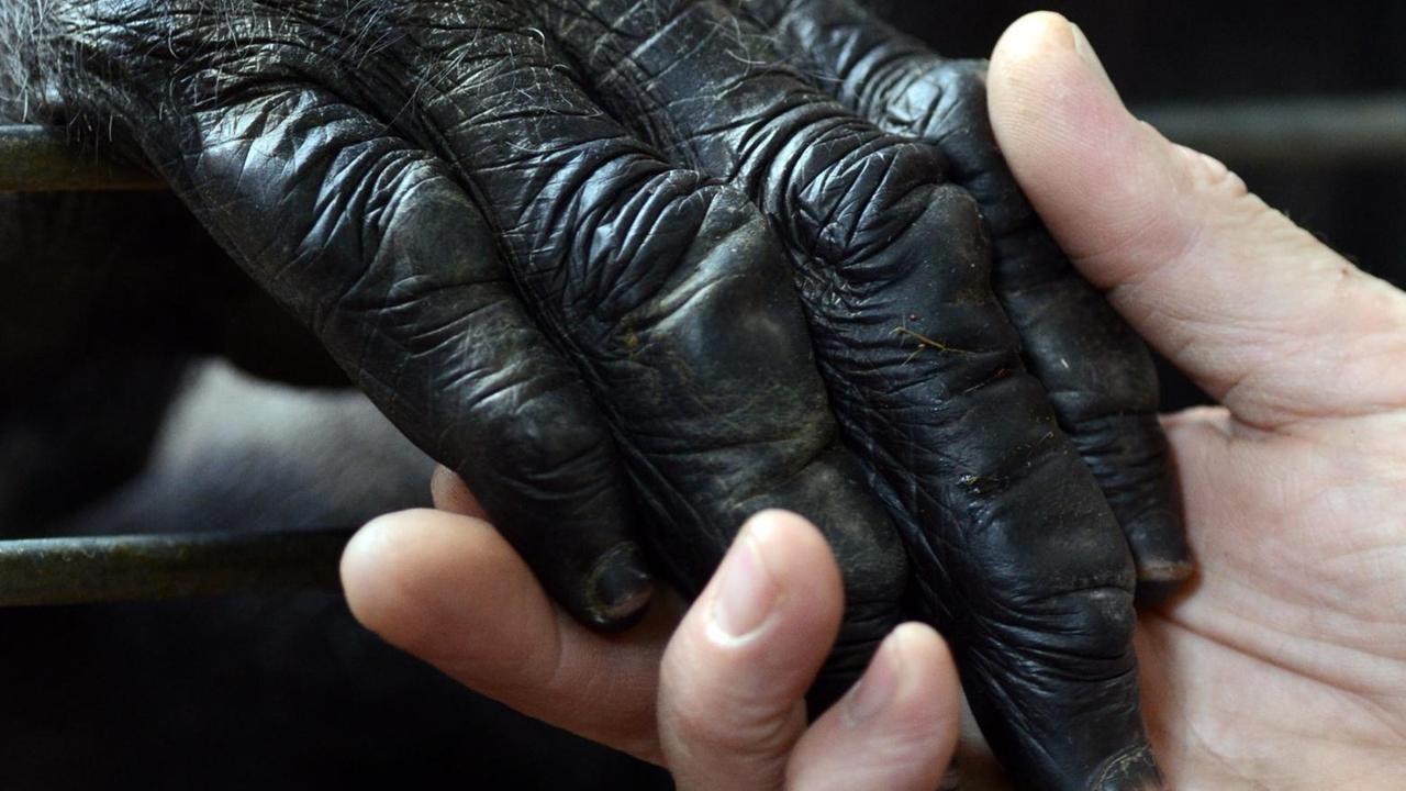 Zwei Hände, eine von einem Schimpansen, eine von einem Menschen
