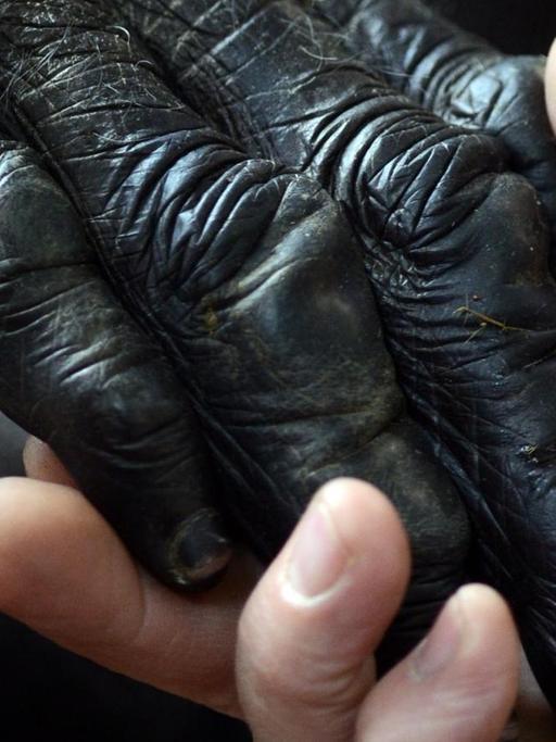 Zwei Hände, eine von einem Schimpansen, eine von einem Menschen