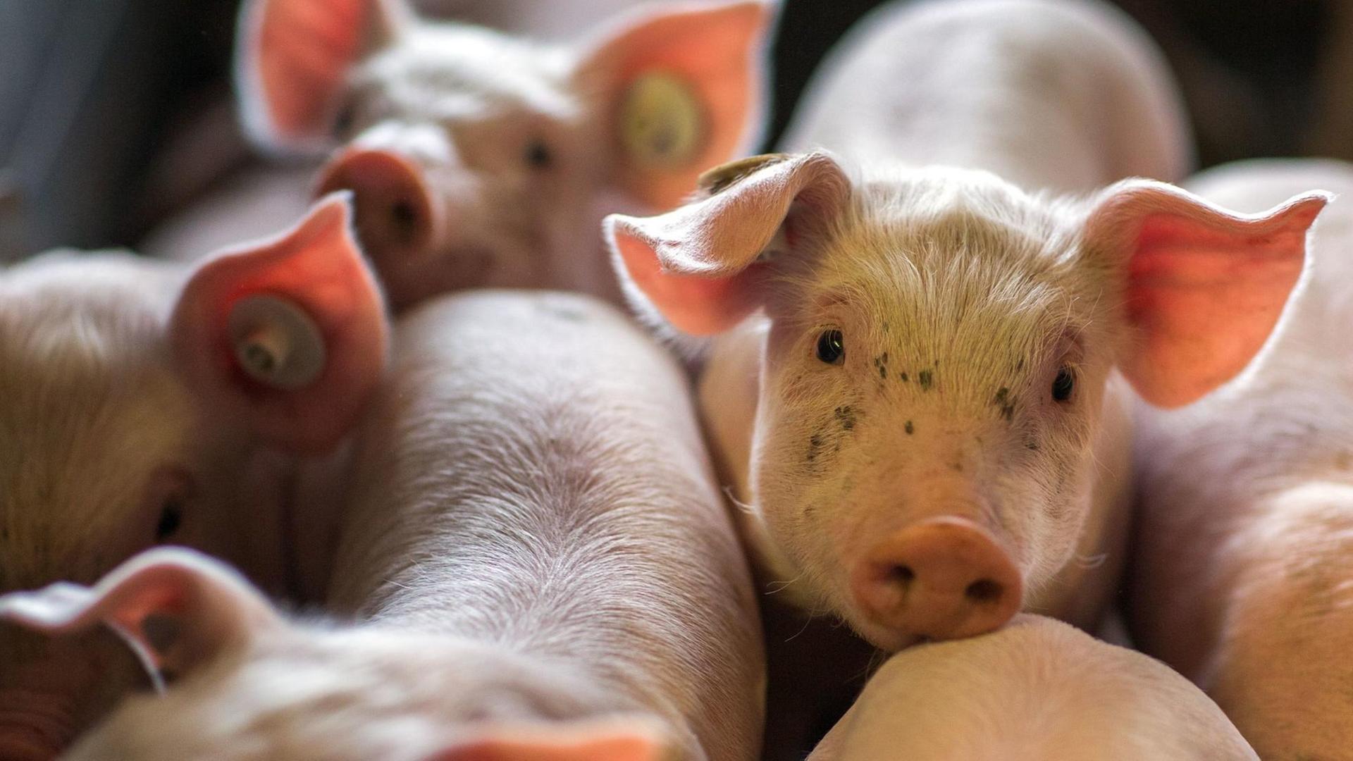 Schweinezuchtbetrieb in Nordwestmecklenburg - wenige Tage alten Ferkel liegen am 21.08.2014 in einer Box in den Abferkelställen der Tierzucht Gut Losten.