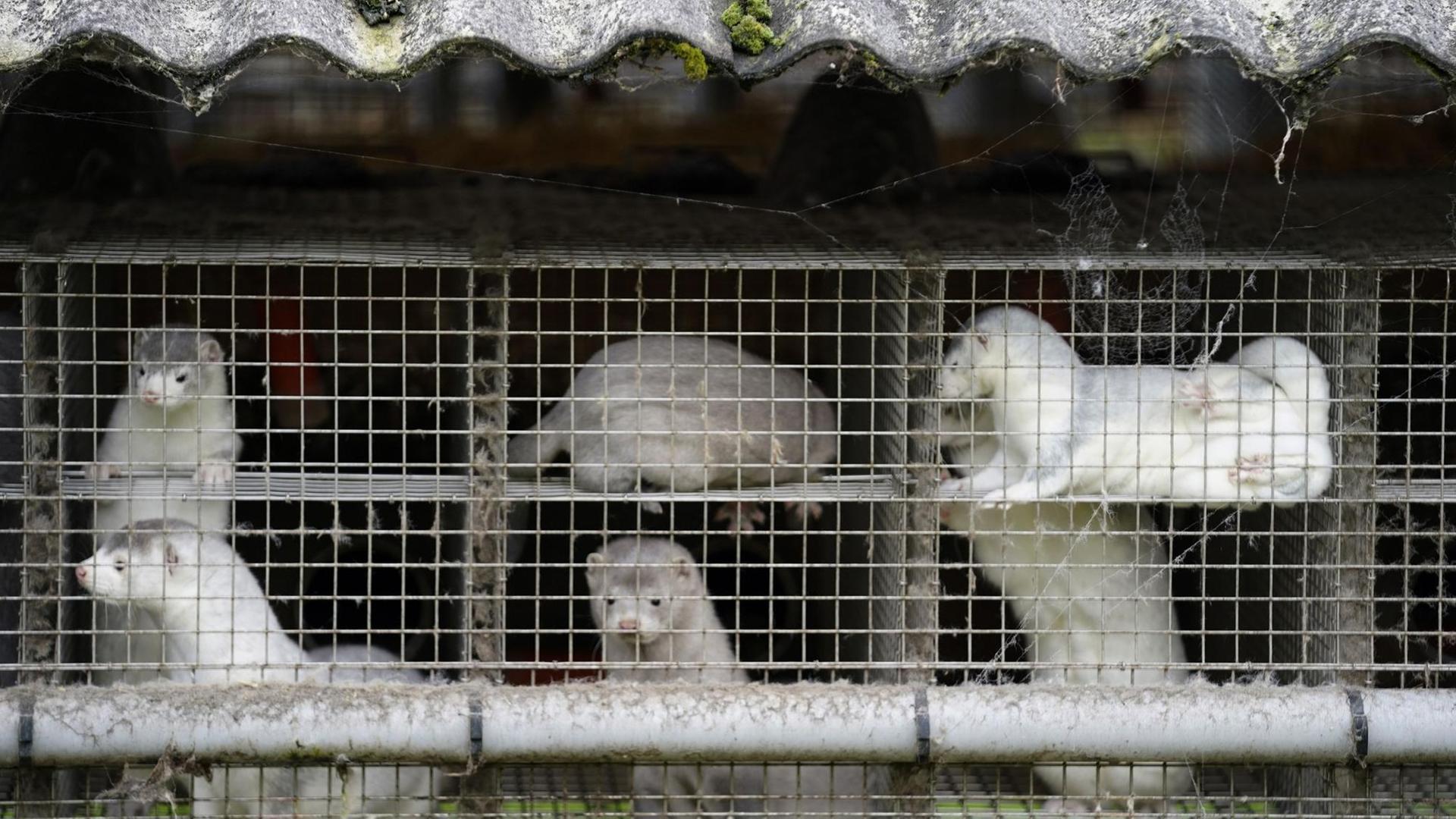 Dänemark, Gjoel: Nerze stehen ihren Käfigen in einem Bauernhof in Gjoel in Nordjütland. Dänemark, Gjoel: Nerze stehen ihren Käfigen in einem Bauernhof in Gjoel in Nordjütland.