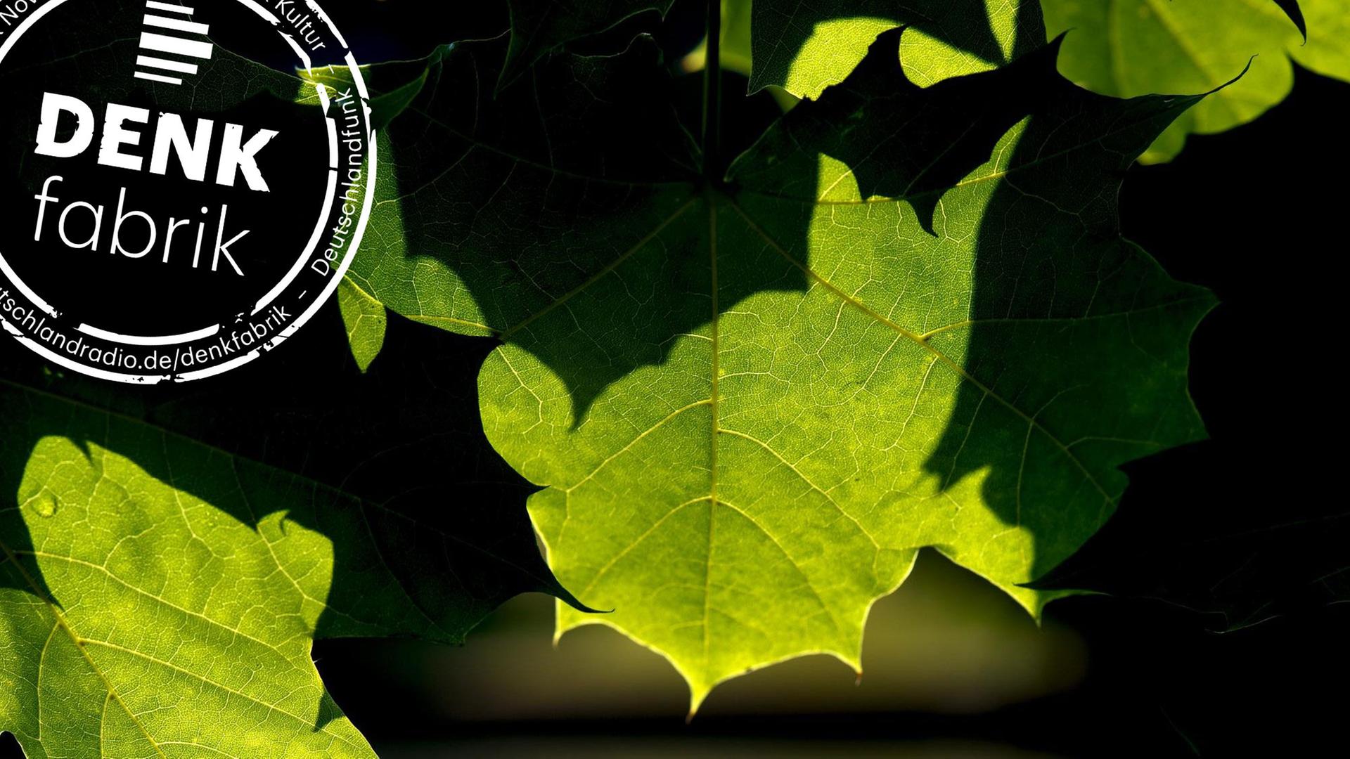 Licht und Schatten zeichnen sich am Freitag an satt grünen Blätter ab. Versehen mit Denkfabrik-Stempel. Licht und Schatten zeichnen sich am Freitag an satt grünen Blätter ab. Versehen mit Denkfabrik-Stempel.