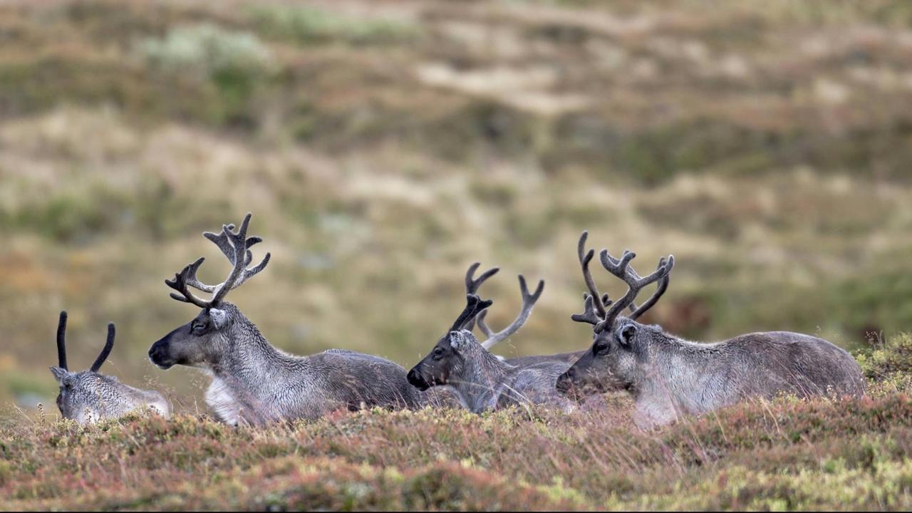 Rentiere liegen in der Tundra. Rentiere liegen in der Tundra.