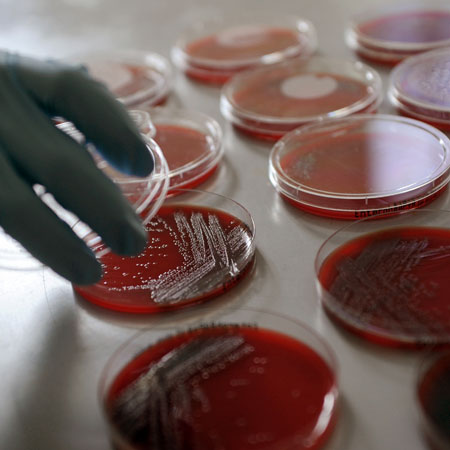 Petrischalen in einem Labor