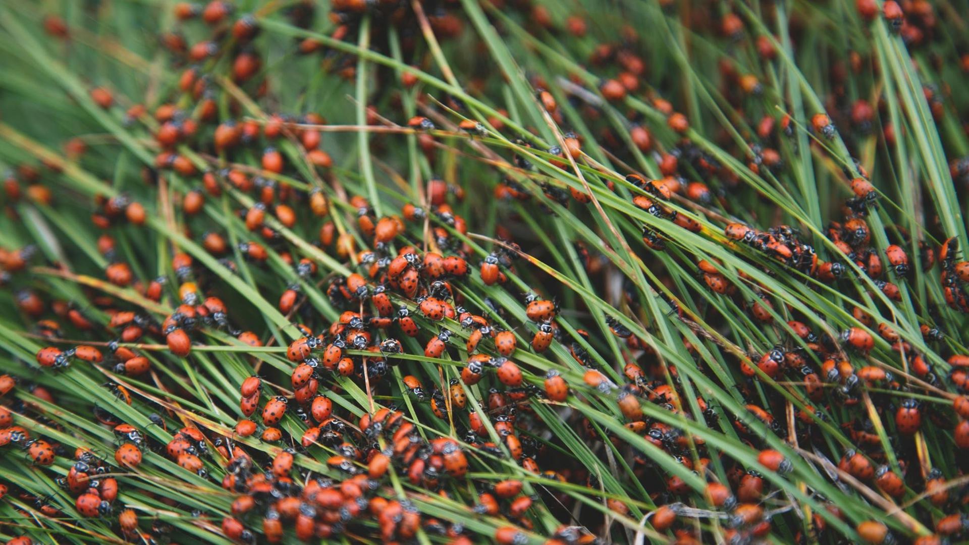 Hunderte von Marienkäfern tummeln sich auf Grashalmen.