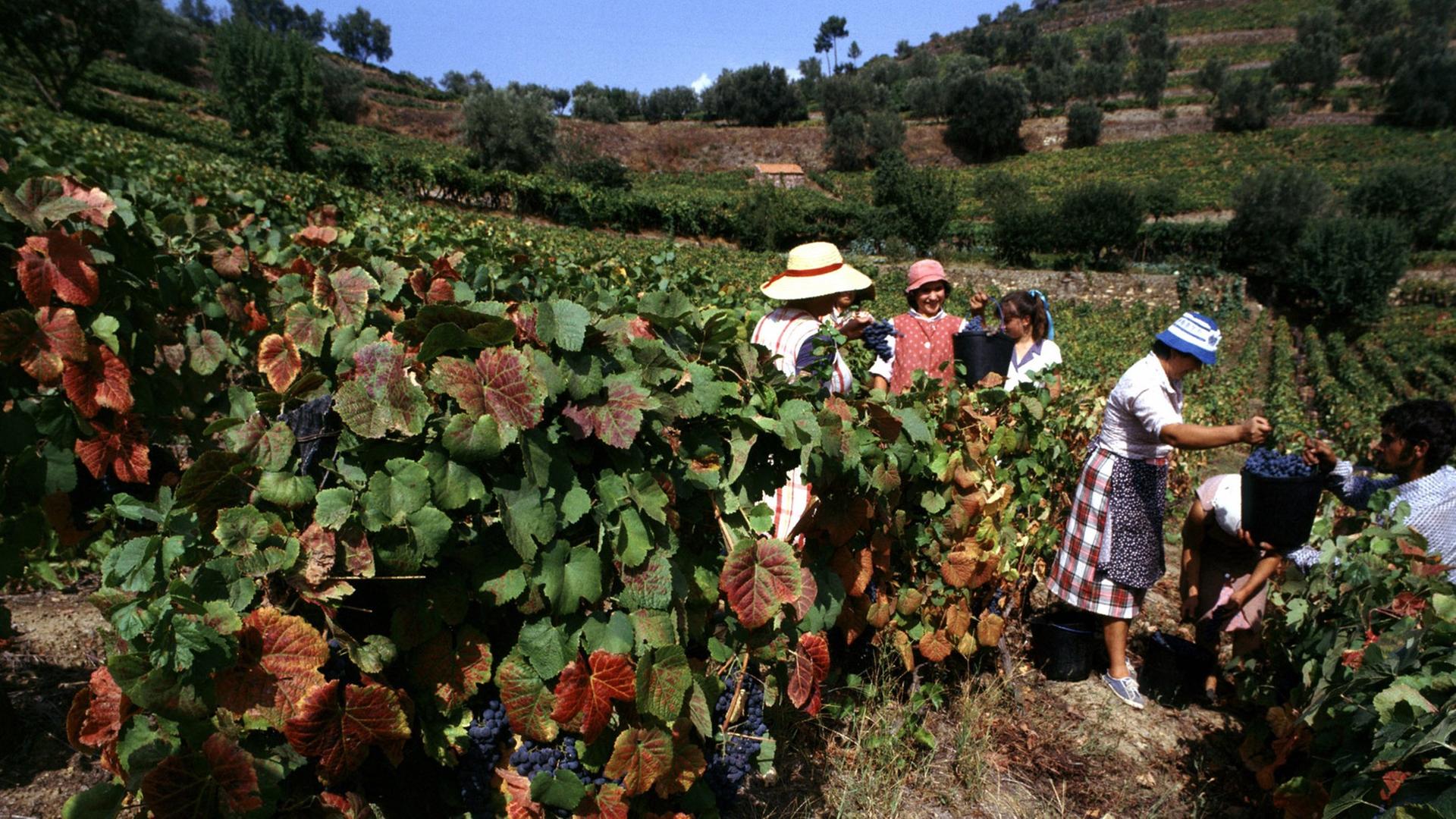 Weinlese in einem Weinberg im Douro-Tal im Norden des Landes. Aus den Trauben wird u.a. auch Portwein hergestellt. Weinlese in einem Weinberg im Douro-Tal im Norden des Landes. Aus den Trauben wird u.a. auch Portwein hergestellt.