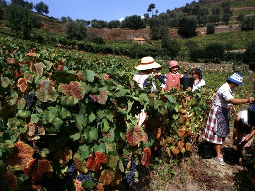 Weinlese in einem Weinberg im Douro-Tal im Norden des Landes. Aus den Trauben wird u.a. auch Portwein hergestellt.