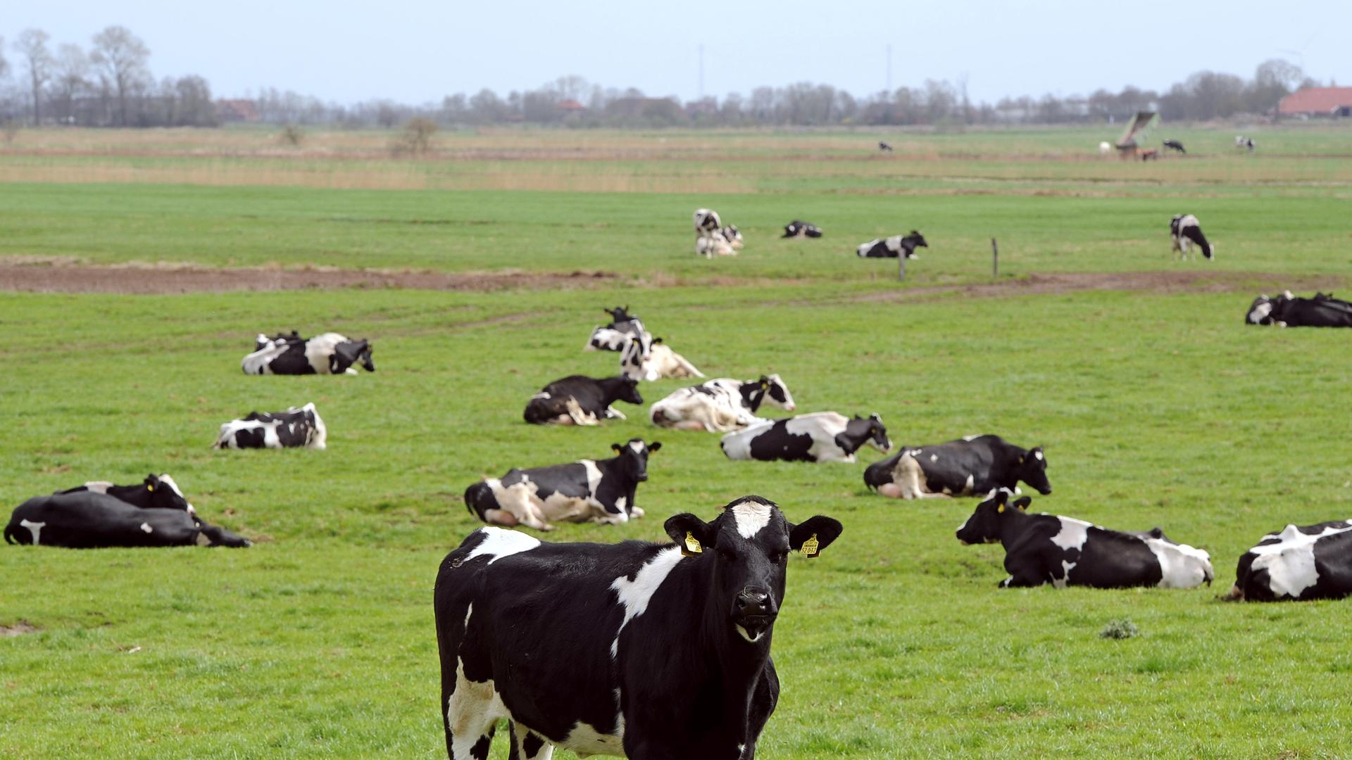 Kühe stehen auf einer Weide vor dem Emsdeich bei Ditzum, Niedersachsen Kühe stehen auf einer Weide vor dem Emsdeich bei Ditzum, Niedersachsen