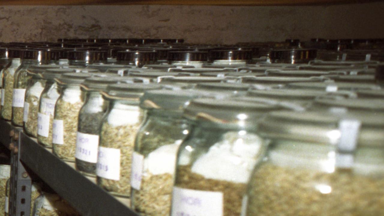 Beschriftete Einweckgläser mit Pflanzensamen stehen in Regalen Beschriftete Einweckgläser mit Pflanzensamen stehen in Regalen