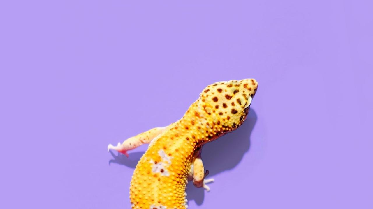 Ein gelber Gecko vor violettem Hintergrund Ein gelber Gecko vor violettem Hintergrund