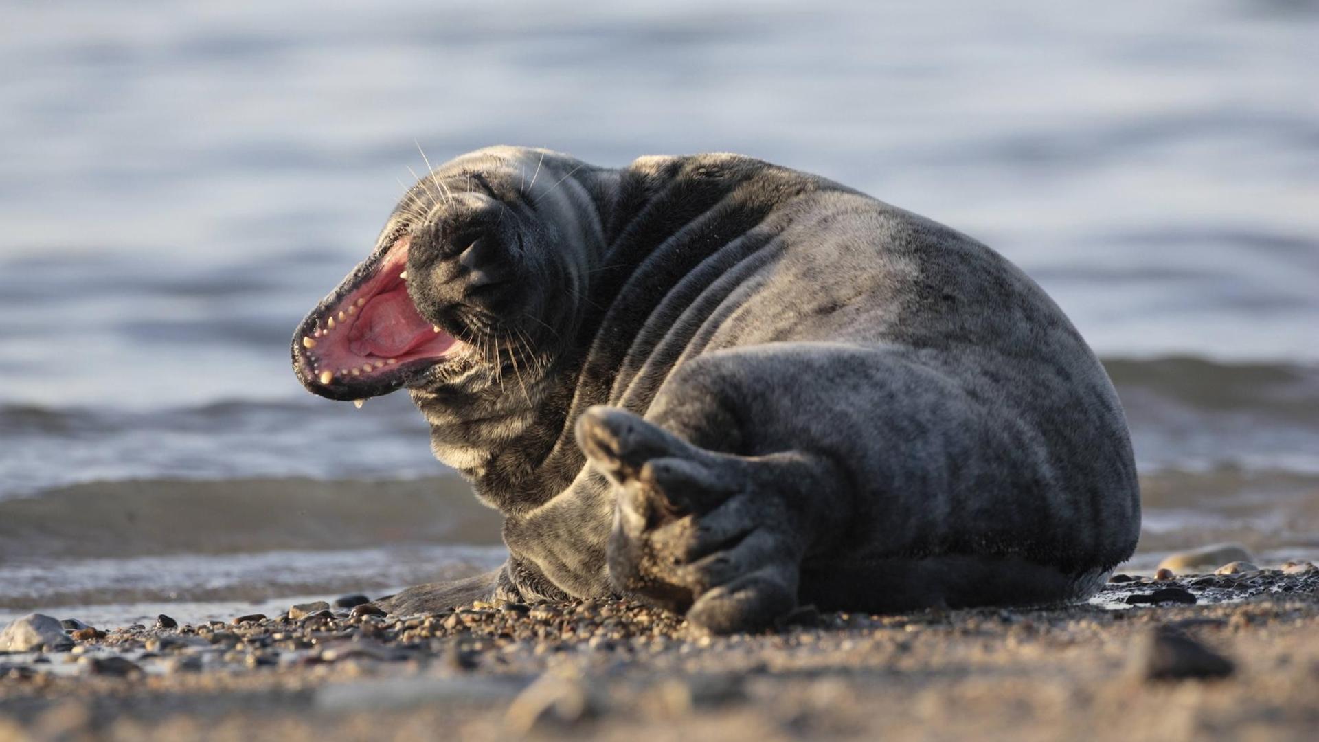 Eine Robbe am Strand mit geöffnetem Maul und scharfen Zähnen. Eine Robbe am Strand mit geöffnetem Maul und scharfen Zähnen.