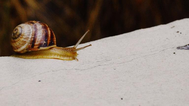 Die Schnecke steht für Langsamkeit. Die Schnecke steht für Langsamkeit.