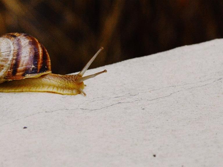Die Schnecke steht für Langsamkeit.