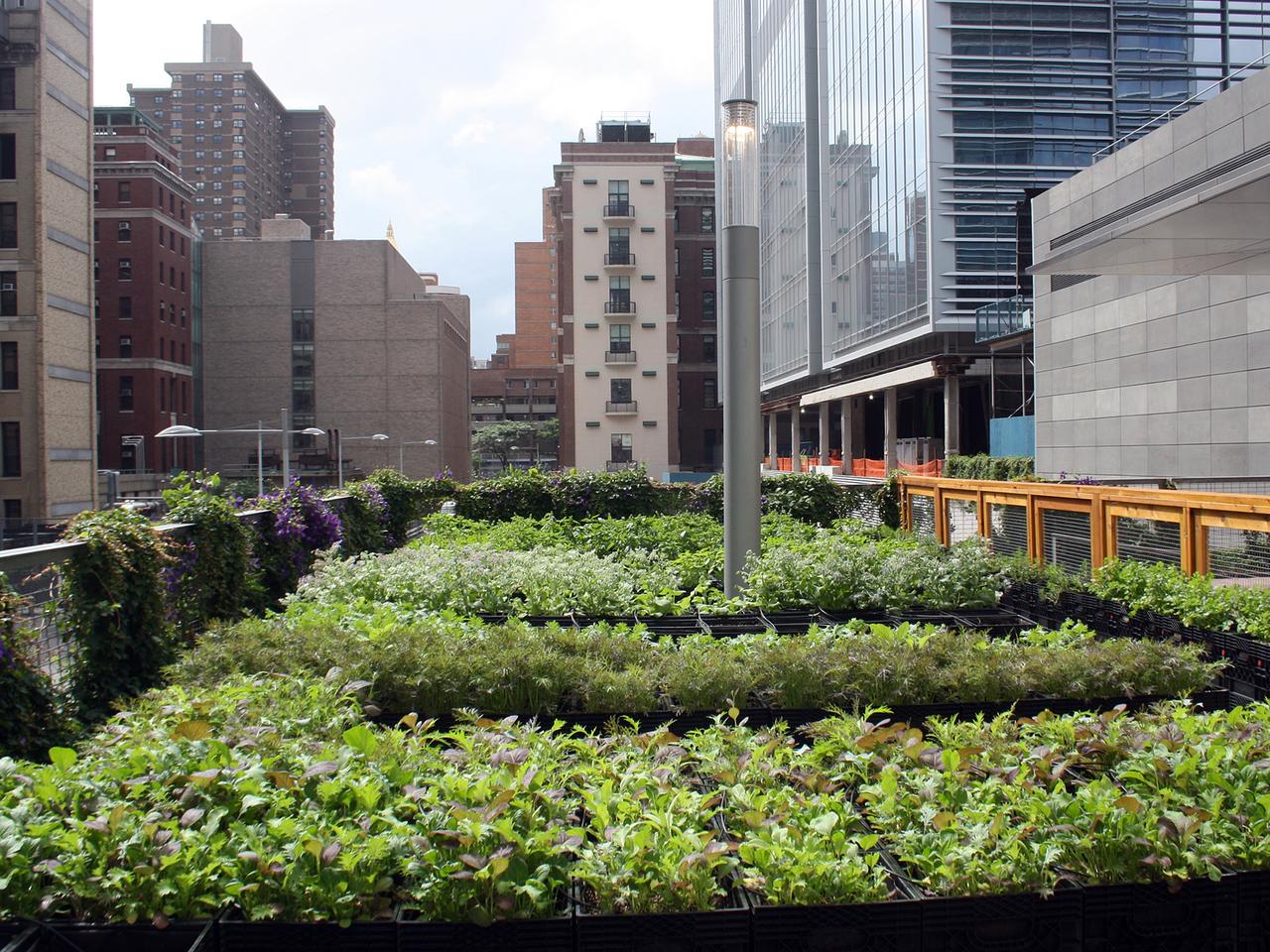 Der Garten des Restaurants "Riverpark" in Manhattan (New York). Die Beete des Gartens wurden in Milchtragekästen aus Plastik angelegt. New York ist bekannt für Wolkenkratzer und Straßenschluchten, aber die Millionenmetropole ist auch überraschend grün - und wird immer grüner. Mit "Urban Gardening" kehren viele Einwohner zurück zur Natur - ob aus Gesundheitsbewusstsein oder purer Notwendigkeit. Der Garten des Restaurants "Riverpark" in Manhattan (New York). Die Beete des Gartens wurden in Milchtragekästen aus Plastik angelegt. New York ist bekannt für Wolkenkratzer und Straßenschluchten, aber die Millionenmetropole ist auch überraschend grün - und wird immer grüner. Mit "Urban Gardening" kehren viele Einwohner zurück zur Natur - ob aus Gesundheitsbewusstsein oder purer Notwendigkeit.