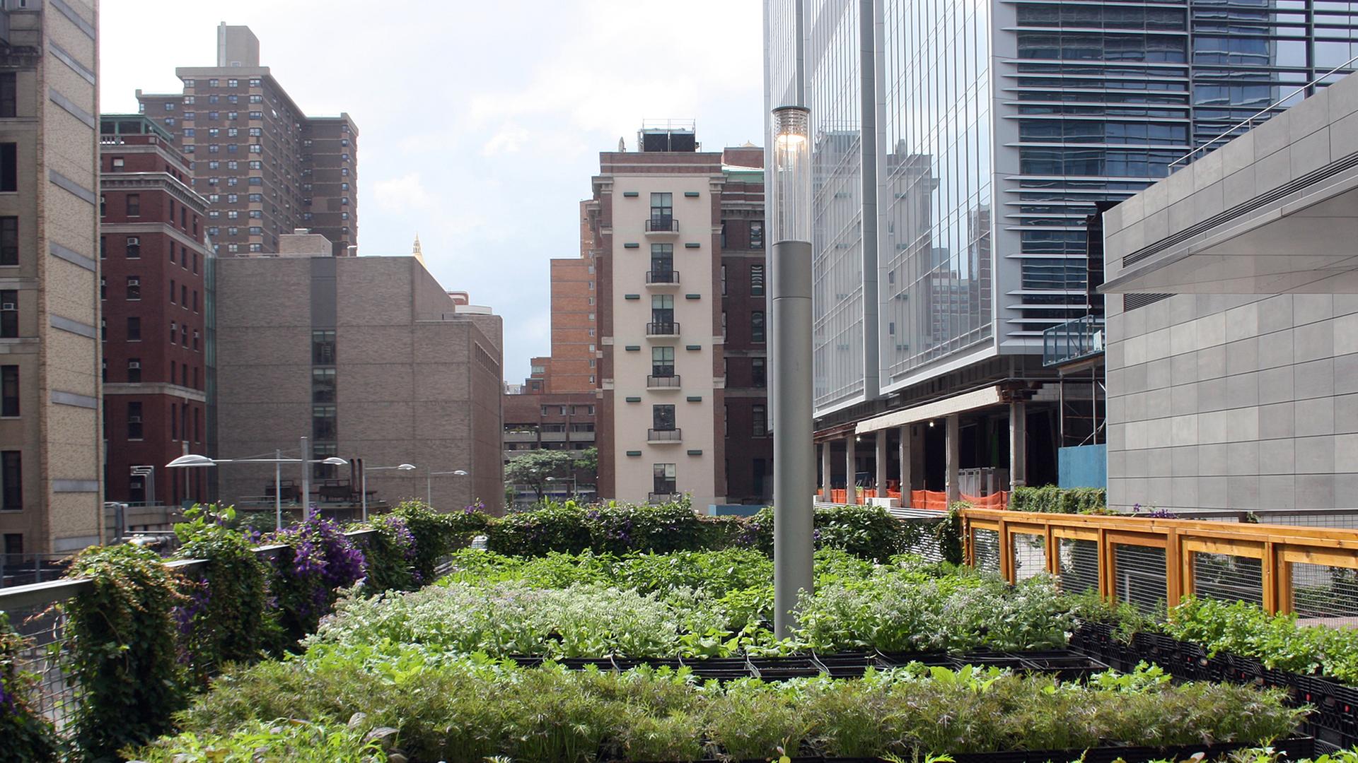 Der Garten des Restaurants "Riverpark" in Manhattan (New York). Die Beete des Gartens wurden in Milchtragekästen aus Plastik angelegt. New York ist bekannt für Wolkenkratzer und Straßenschluchten, aber die Millionenmetropole ist auch überraschend grün - und wird immer grüner. Mit "Urban Gardening" kehren viele Einwohner zurück zur Natur - ob aus Gesundheitsbewusstsein oder purer Notwendigkeit. Der Garten des Restaurants "Riverpark" in Manhattan (New York). Die Beete des Gartens wurden in Milchtragekästen aus Plastik angelegt. New York ist bekannt für Wolkenkratzer und Straßenschluchten, aber die Millionenmetropole ist auch überraschend grün - und wird immer grüner. Mit "Urban Gardening" kehren viele Einwohner zurück zur Natur - ob aus Gesundheitsbewusstsein oder purer Notwendigkeit.