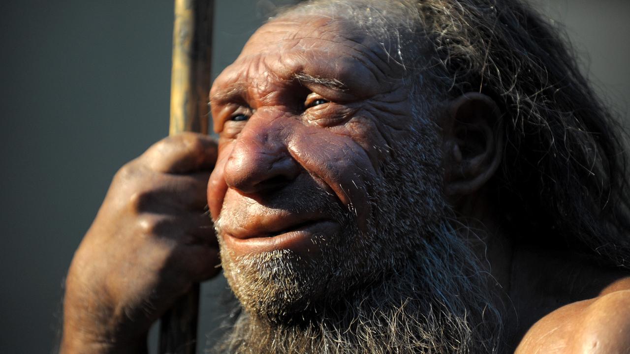 Die Nachbildung eines älteren Neandertalers Die Nachbildung eines älteren Neandertalers