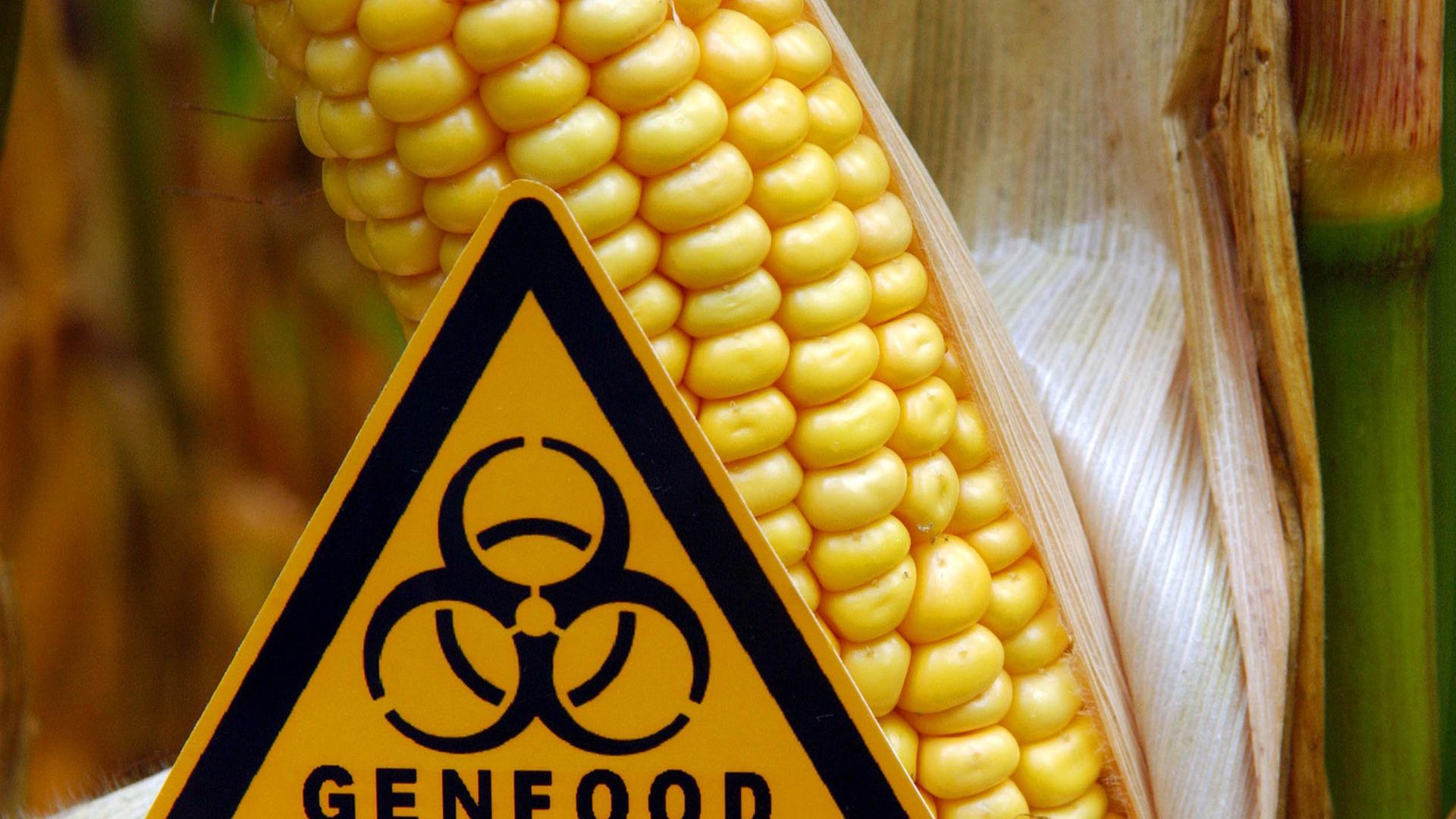 Symbolisch steht ein Schild mit der Aufschrift "Genfood" vor einem gentechnisch veränderten Maiskolben auf einem Feld nahe Ramin im Landkreis Uecker-Randow. Symbolisch steht ein Schild mit der Aufschrift "Genfood" vor einem gentechnisch veränderten Maiskolben auf einem Feld nahe Ramin im Landkreis Uecker-Randow.