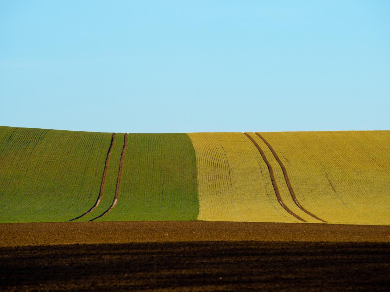 Im farblichen Kontrast stehen drei Felder zum Himmel nahe Buckow in der Märkischen Schweiz (Brandenburg). 