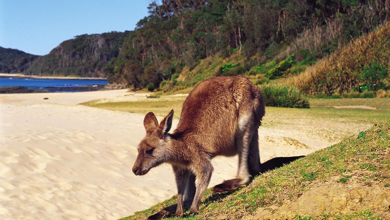 Ein Känguru springt an einem Strand an der australischen Batemans Bay entlang. 