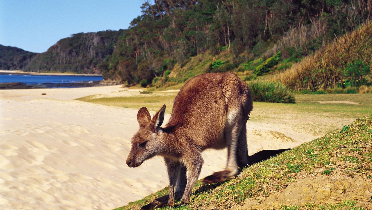 Ein Känguru springt an einem Strand an der australischen Batemans Bay entlang. Ein Känguru springt an einem Strand an der australischen Batemans Bay entlang.