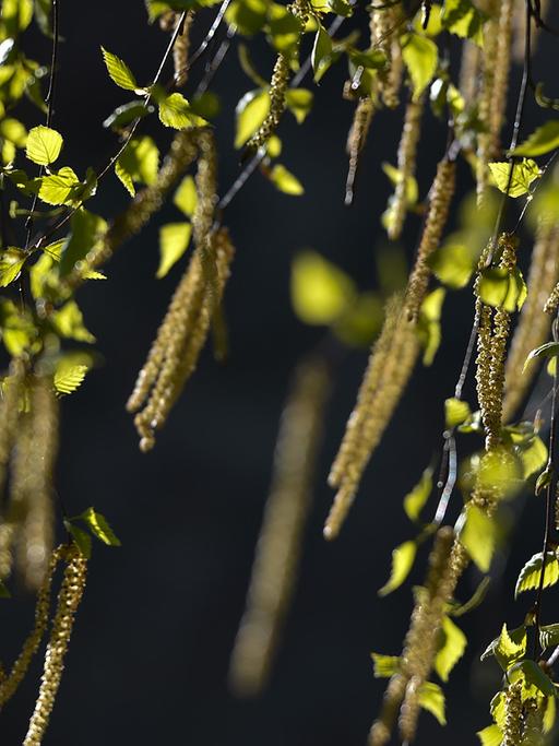 Eine Hänge-Birke (Betula pendula), auch Sandbirke, Weißbirke oder Warzenbirke genannt, blüht in Reichenwalde (Brandenburg)