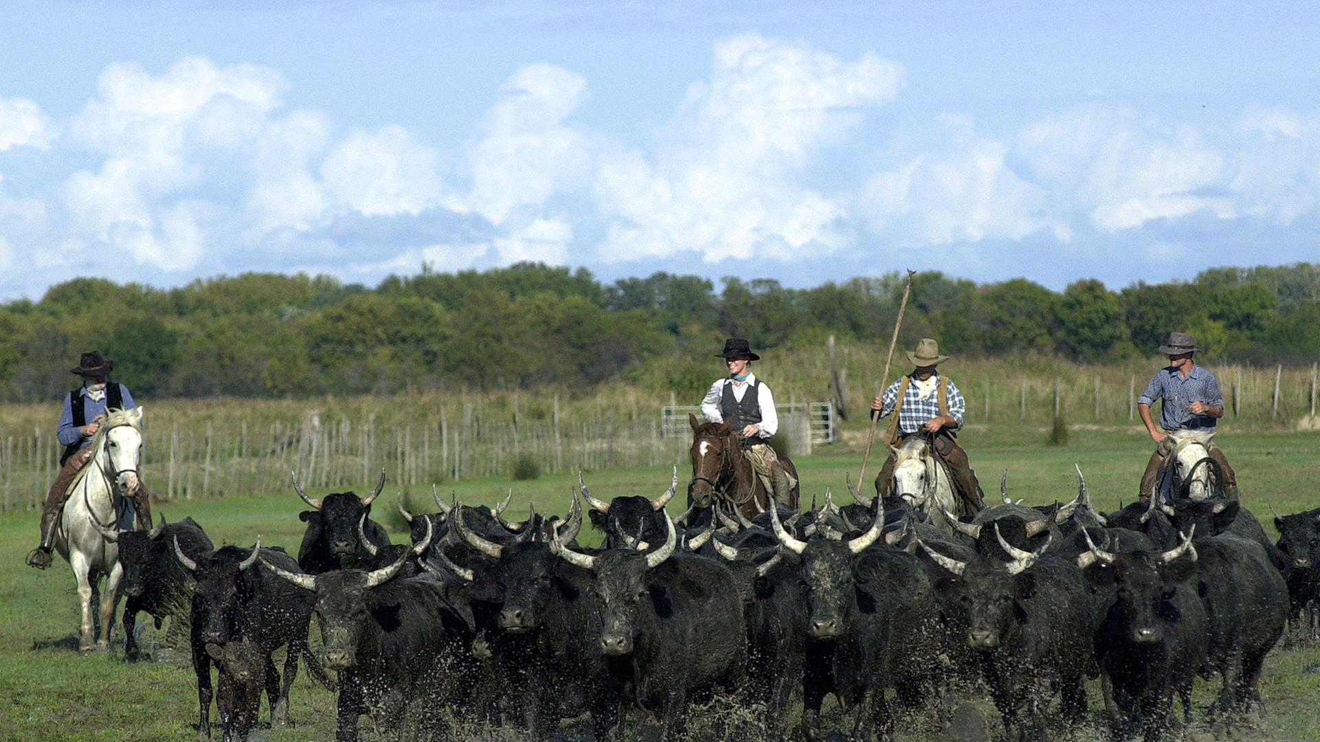 "Cowboys" treiben in der französischen Region Camargue schwarze Stiere vor sich her "Cowboys" treiben in der französischen Region Camargue schwarze Stiere vor sich her