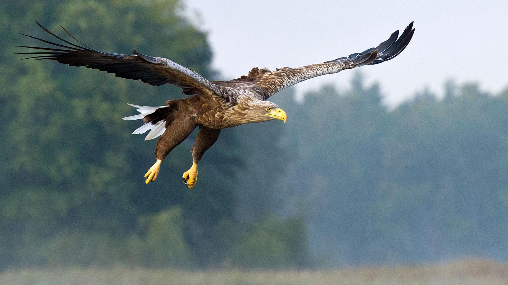 Ein Seeadler fliegt am Breiten Luzin, einem See im Naturpark "Feldberger Seenlandschaft" in Feldberg (Mecklenburg-Vorpommern). Ein Seeadler fliegt am Breiten Luzin, einem See im Naturpark "Feldberger Seenlandschaft" in Feldberg (Mecklenburg-Vorpommern).