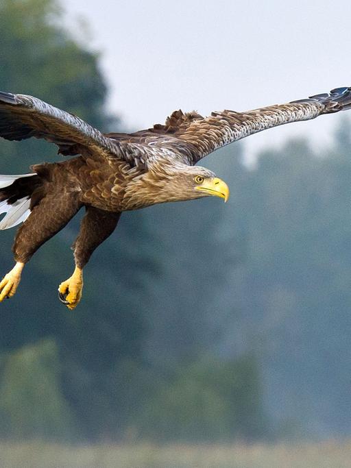 Ein Seeadler fliegt am Breiten Luzin, einem See im Naturpark "Feldberger Seenlandschaft" in Feldberg (Mecklenburg-Vorpommern).