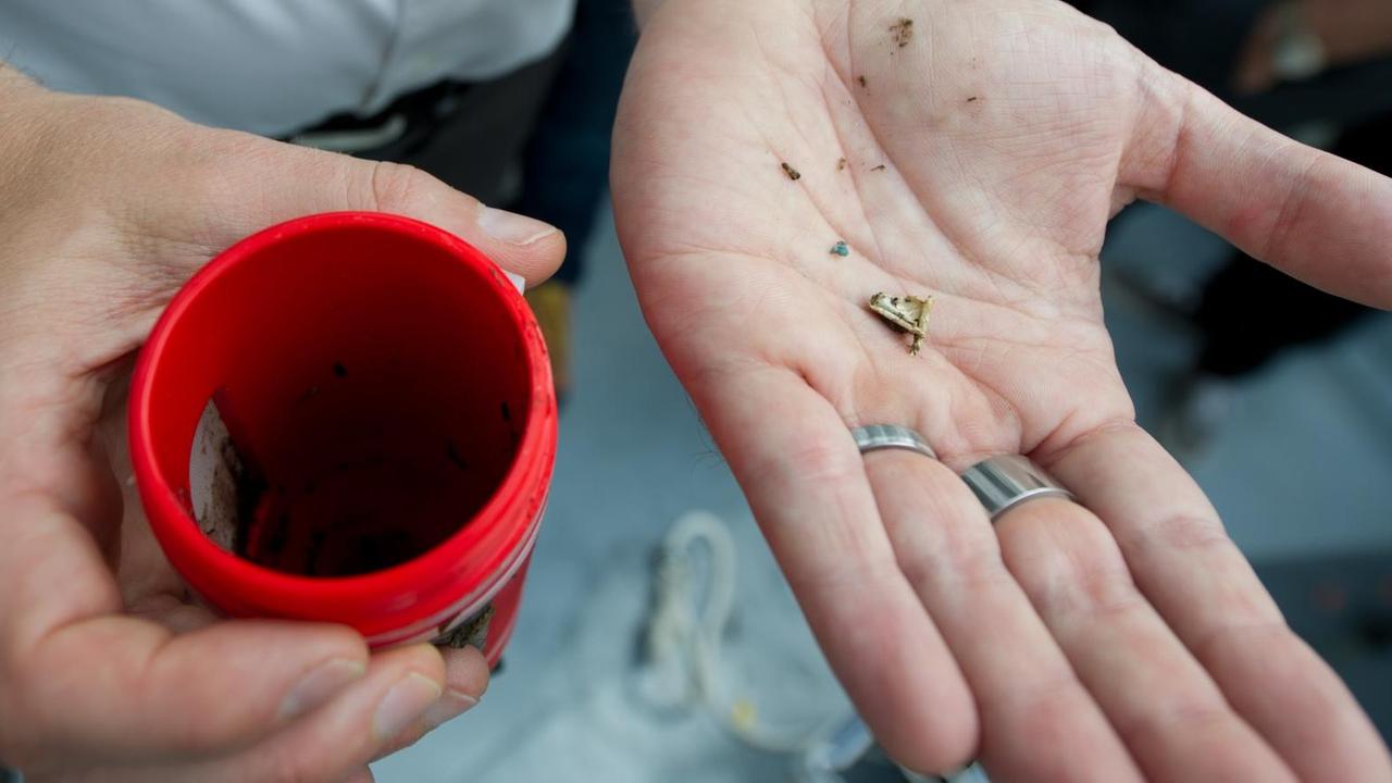 Mikroplastikteilchen, entnommen aus Wasserproben, liegen am 07.08.2014 in Lauffen am Neckar Mikroplastikteilchen, entnommen aus Wasserproben, liegen am 07.08.2014 in Lauffen am Neckar
