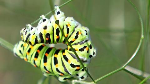 Nicht jede Schmetterlingsraupe ist so toll bunt, wie die des Schwalbenschwanz-Falters.