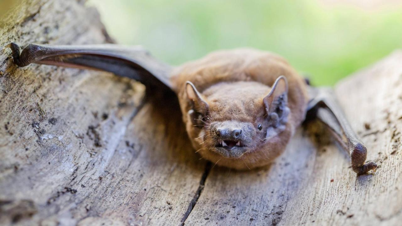 Ein Großer Abendsegler (Nyctalus noctula), klettert in einen Baumstumpf. Ein Großer Abendsegler (Nyctalus noctula), klettert in einen Baumstumpf.