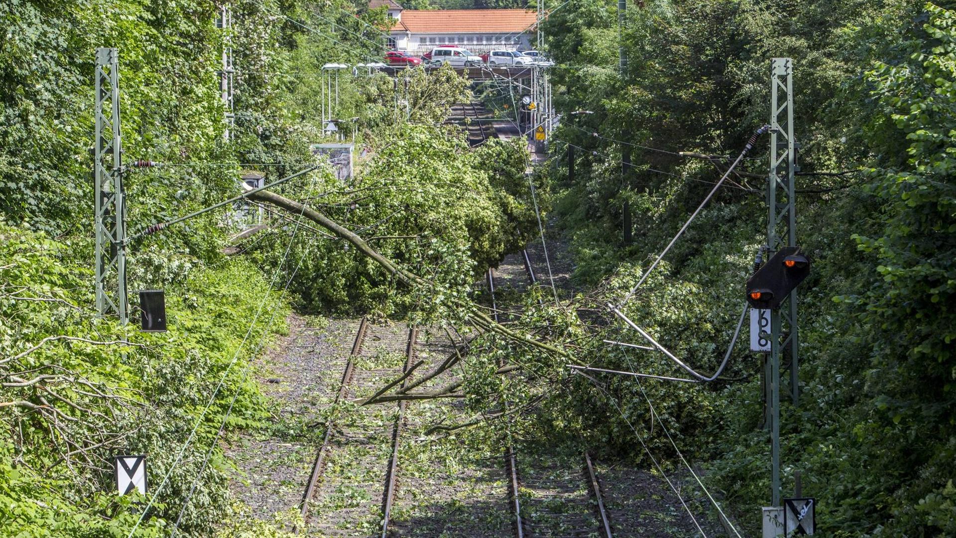 Sie sehen umgestürzte Bäume über Bahngleisen. Sie sehen umgestürzte Bäume über Bahngleisen.