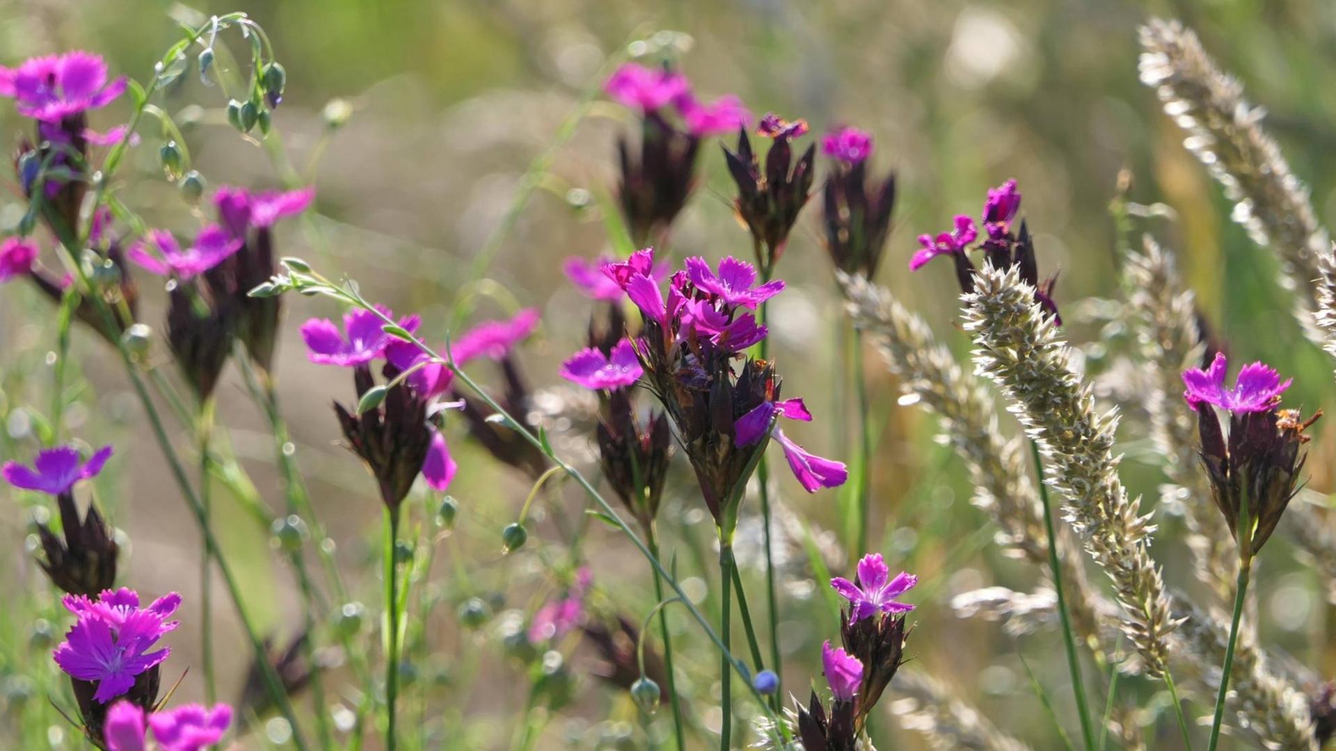 Karthäusernelken auf einer Blumenwiese Karthäusernelken auf einer Blumenwiese