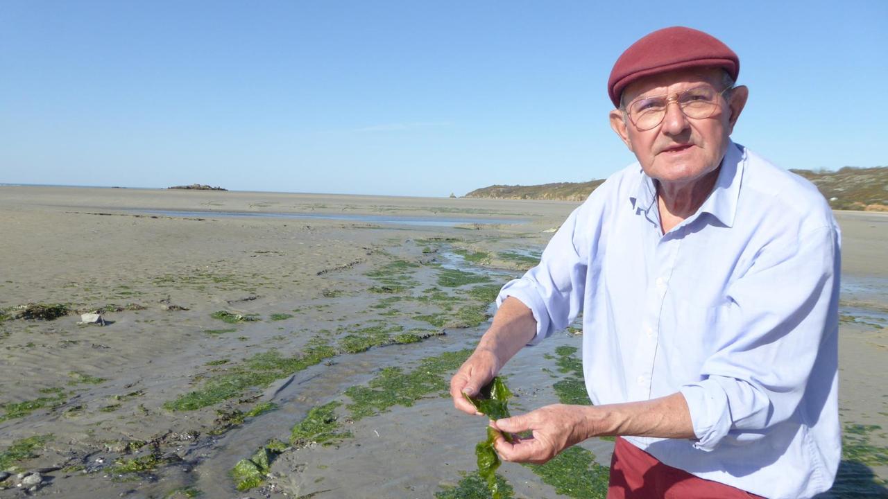 Ein älterer Mann mit roter Hose und rotem Käppi steht an einem Strand voll mit Algen und hält auch welche in der Hand. Ein älterer Mann mit roter Hose und rotem Käppi steht an einem Strand voll mit Algen und hält auch welche in der Hand.