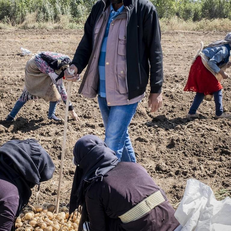 Mädchen und Frauen ernten unter Aufsicht Kartoffeln im Libanon.