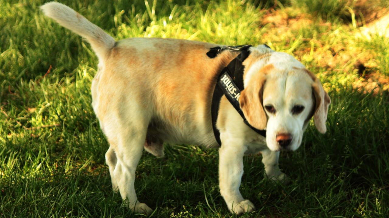 Ein Beagle-Hund Ein Beagle-Hund