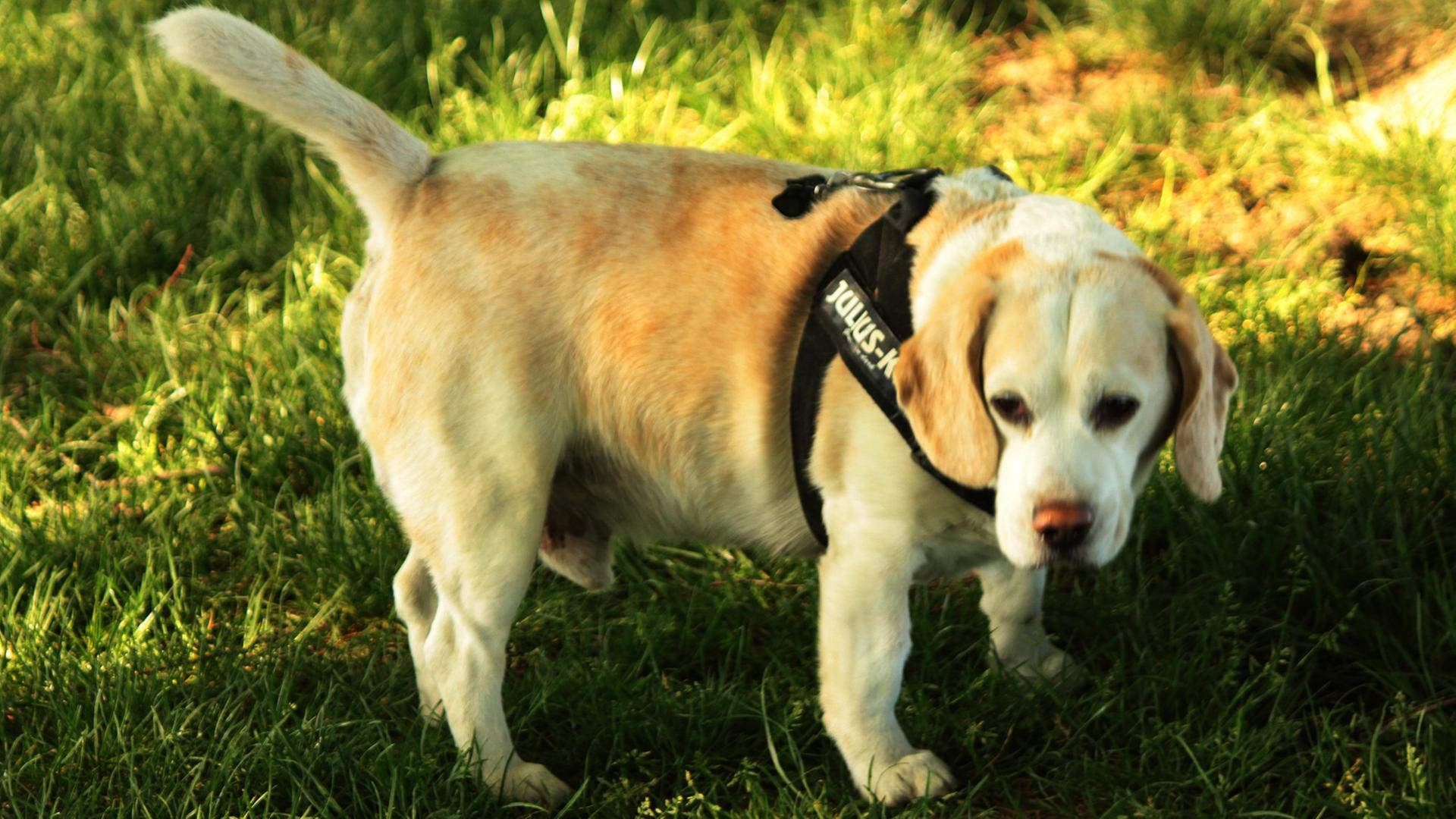 Ein Beagle-Hund Ein Beagle-Hund
