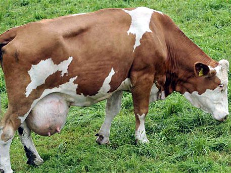 Eine Milchkuh grast auf einer Weide bei Rosenheim in Oberbayern. Eine Milchkuh grast auf einer Weide bei Rosenheim in Oberbayern.