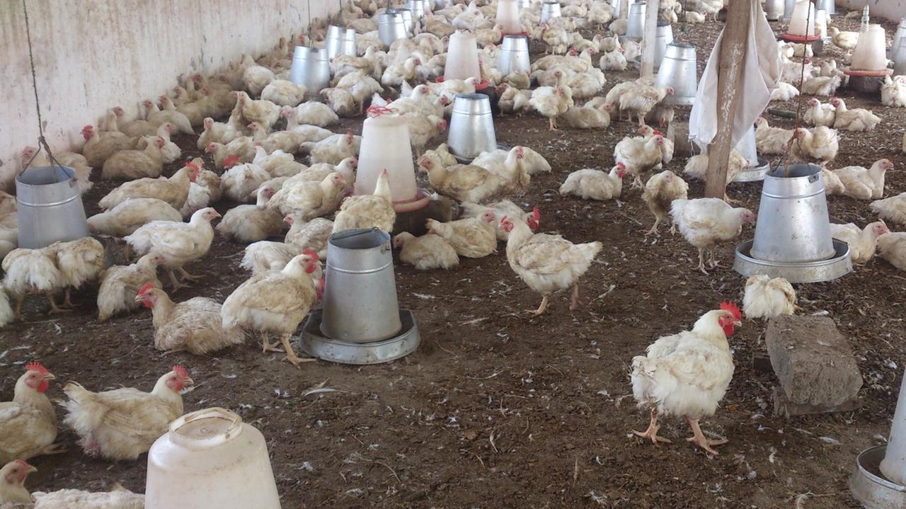 Blick auf eine Geflügelfarm in Ghana. Blick auf eine Geflügelfarm in Ghana.