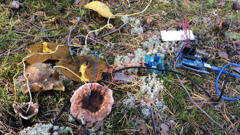 Mit Kabeln verbundene Pilze auf Waldboden