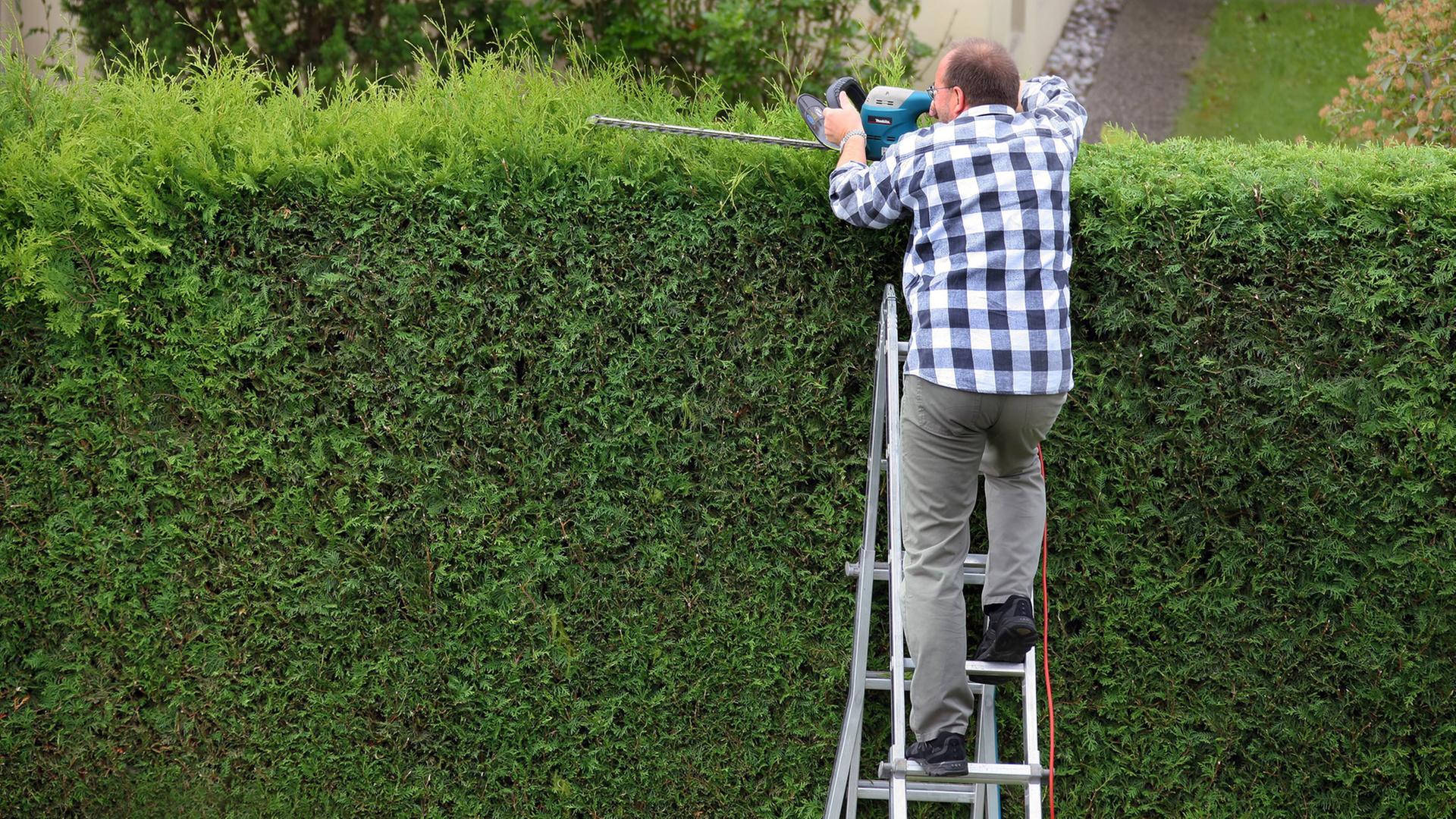 Ein Mann beim Schneiden einer Thuja-Hecke. Ein Mann beim Schneiden einer Thuja-Hecke.