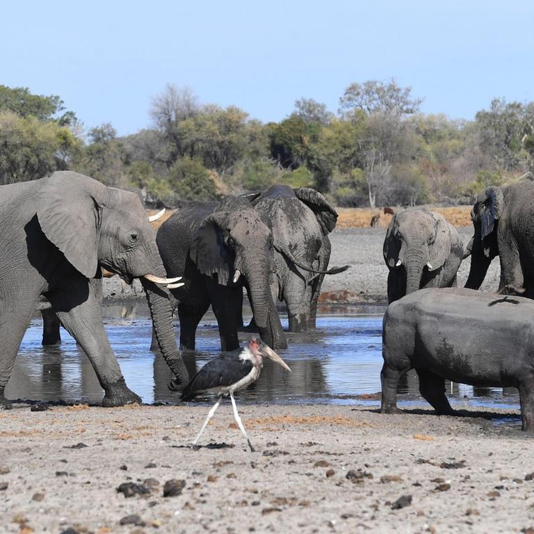 Das Foto zeigt Elefanten im Okavango Delta in Botswana im September 2019.