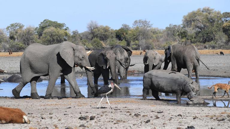 Das Foto zeigt Elefanten im Okavango Delta in Botswana im September 2019.