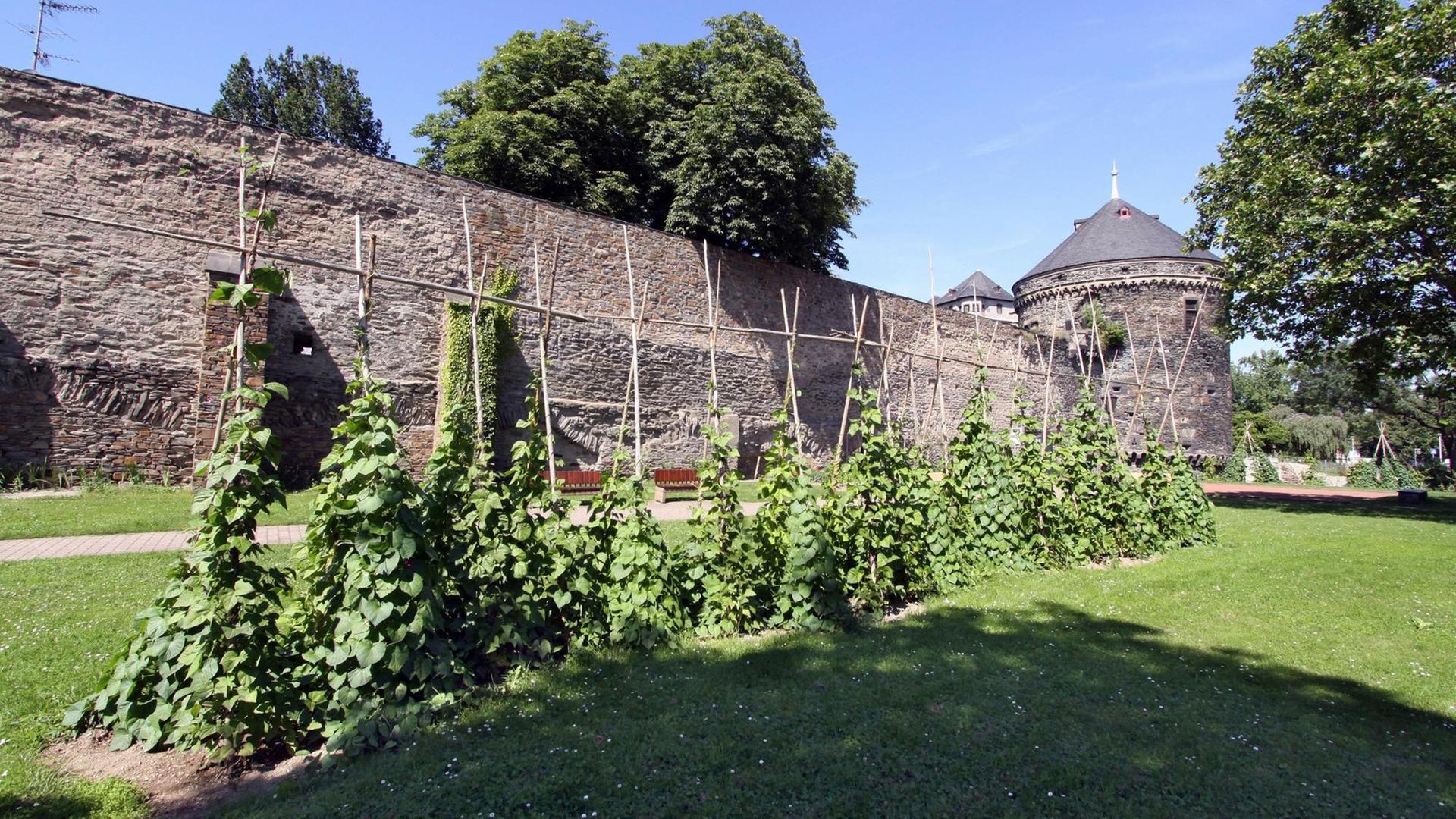 Wein und Stauden wachsen vor der Stadtmauer. Wein und Stauden wachsen vor der Stadtmauer.