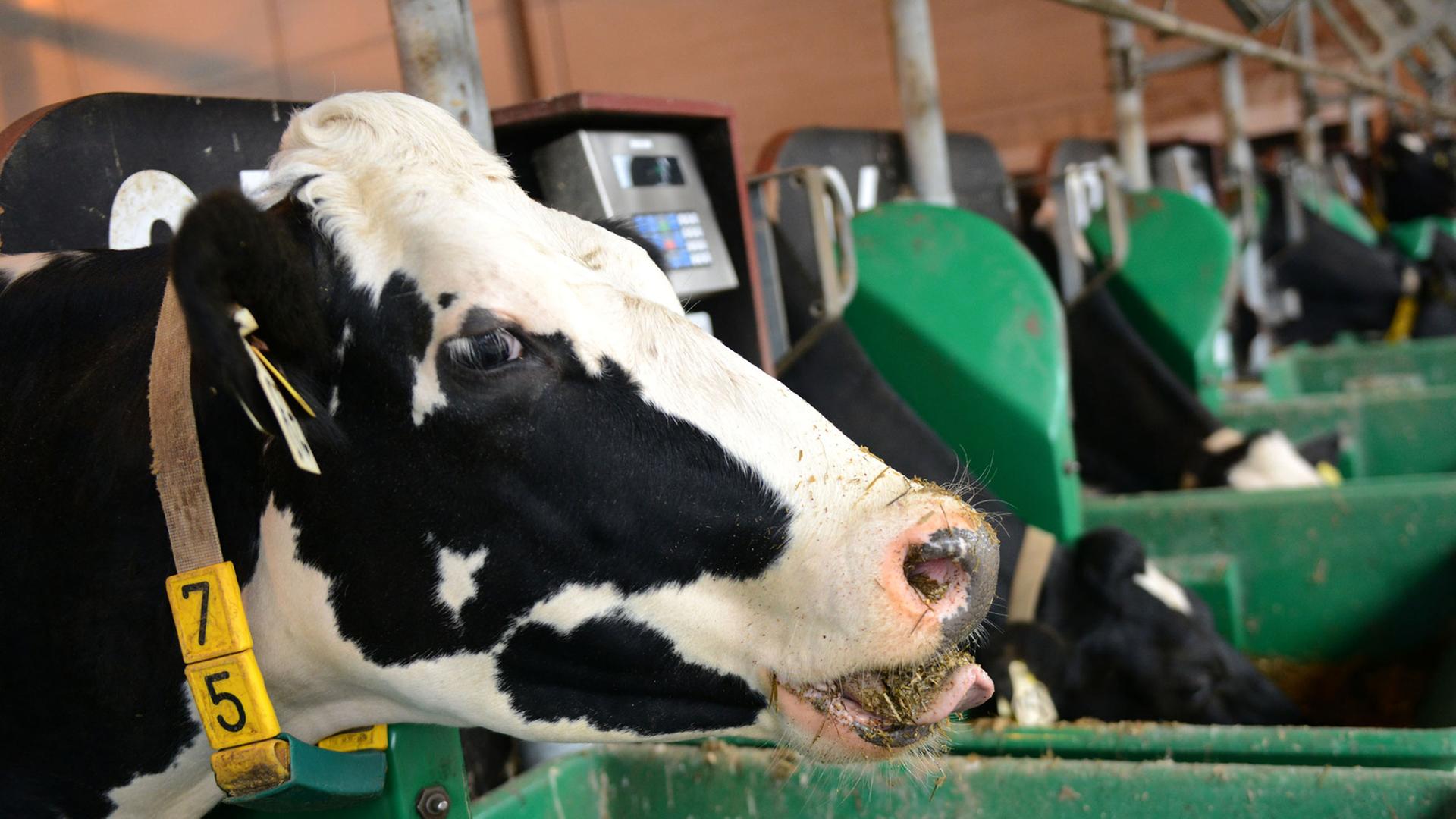 Kühe im Versuchsstall der Landwirtschaftskammer Nordrhein-Westfalen in Kleve Kühe im Versuchsstall der Landwirtschaftskammer Nordrhein-Westfalen in Kleve