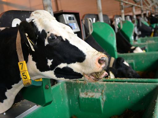 Kühe im Versuchsstall der Landwirtschaftskammer Nordrhein-Westfalen in Kleve