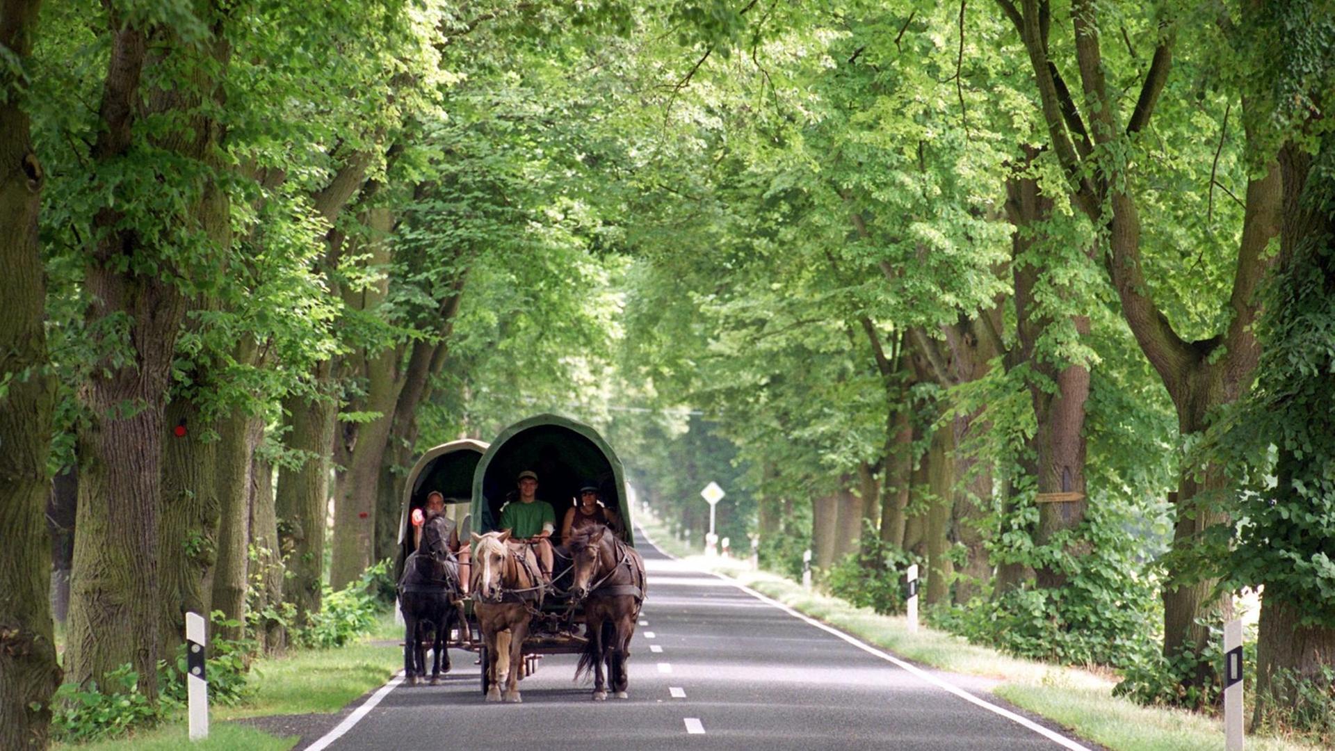 Lindow in Brandenburg: Ein Planwagen-Treck auf der dichtbewachsenen Baumallee. Lindow in Brandenburg: Ein Planwagen-Treck auf der dichtbewachsenen Baumallee.